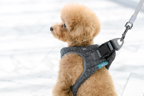 NELLO Airpro Harness (NH-A10) - CUCKOO AUSTRALIA