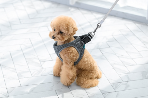 NELLO Airpro Harness (NH-A10) - CUCKOO AUSTRALIA