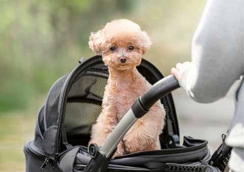 NELLO One Touch Folding Pet Stroller (NSR-CA04AT) - CUCKOO AUSTRALIA